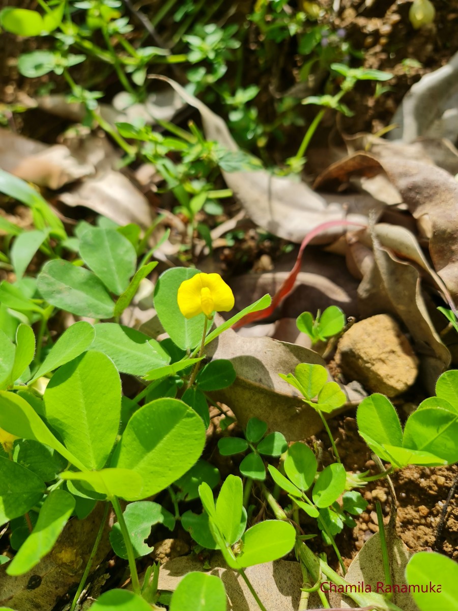 Arachis pintoi Krapov. & W.C.Greg.